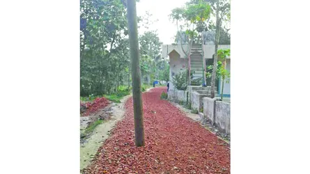 হাইকোর্টের নির্দেশ অমান্যের অভিযোগ চৌদ্দগ্রামে সড়কে বৈদ্যুতিক খুঁটি রেখেই নির্মাণকাজ