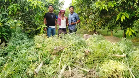 বিরামপুরে যুবলীগ নেতার আম বাগানে গাঁজার চাষ : আটক ১