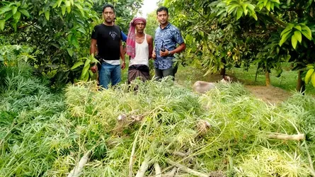 ছাত্রলীগ সভাপতির বাবার আম বাগানে গাঁজার বাম্পার ফলন