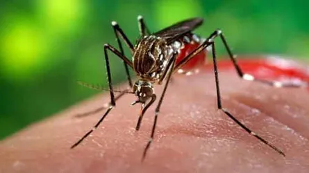 ডেঙ্গু আসছে...