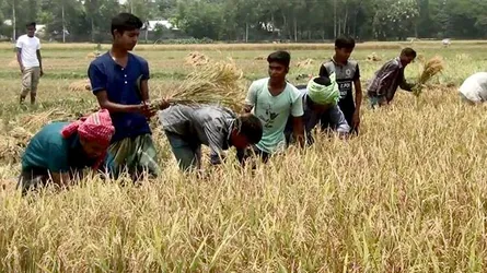 পাকা ধানে আগুন দেয়া সেই প্রতিবাদী কৃষকের ধান কেটে দিলো শিক্ষার্থীরা