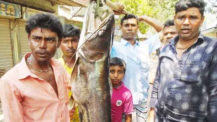 জেলের জালে ৩০ কেজির বোয়াল