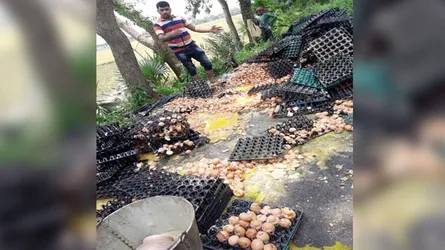 ঘুষ না দেয়ায় ৩ লাখ টাকার ডিম রাস্তায় ফেলে নষ্ট!
