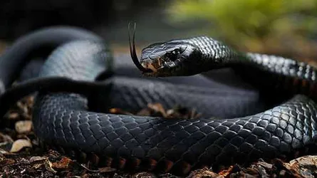 সাপের কামড় : 'মনে হচ্ছিল আমার হাতটা যেন হাতুড়ির আঘাতে চুরমার হয়ে যাচ্ছে'