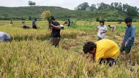 কৃষকের ধান কেটে দিলেন শাবি শিক্ষার্থীরা