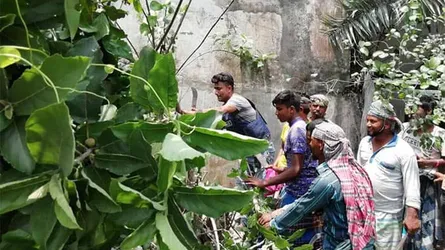 ঝোপঝাড় পরিষ্কারের সময় মিললো ডাকাতদের বিছানা-বালিশ