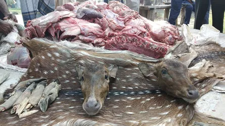দুটি মাথাসহ ৫মণ হরিণের গোশত উদ্ধার