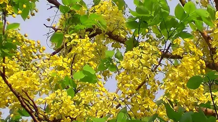 সোনালি সৌন্দর্যে সোনালু