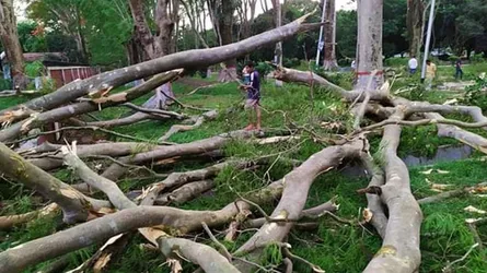 ঝড়ে লণ্ডভণ্ড রাবির প্যারিস রোড