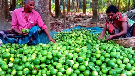 যে গ্রাম শুধুই লেবুর