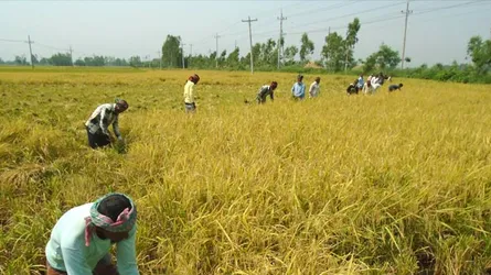 ‘ধান আবাদ আর করমো না বাহে’