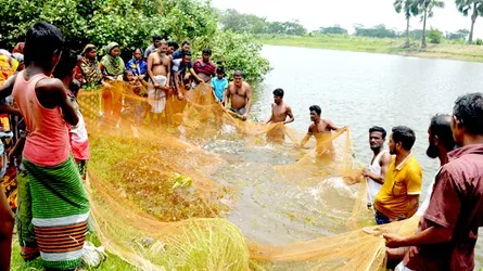 ধানের মূল্য না পেয়ে মাছ চাষে ঝুঁকছেন কৃষকরা