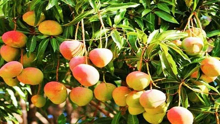 সাতক্ষীরার আম যাচ্ছে ইউরোপেও
