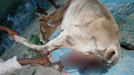 গরুর সাথে এ কেমন শত্রুতা
