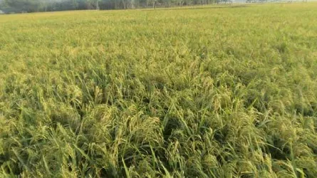 ধানে বিঘা প্রতি লোকসান সাড়ে ৩ হাজার টাকা
