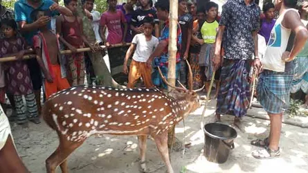 সোনাগাজীর লোকালয়ে চিত্রা হরিণ!