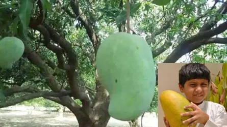 সেরা আম! লম্বায় ১ ফুট, প্রতি কেজির দাম ৬০০ টাকা!