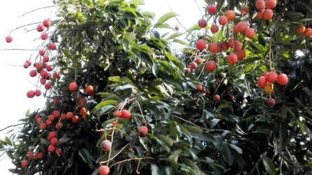 মঙ্গলবাড়িয়ায় গাছে গাছে ঝুলছে রঙিন লিচু