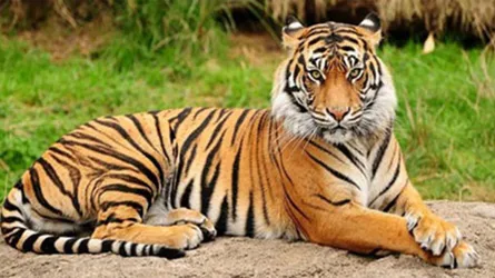 বাঘ বেড়েছে সুন্দরবনে