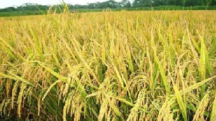 কেনার আগেই কৃষকের গোলাশূন্য : ধানের মাপে শুভঙ্করের ফাঁকি, ক্ষতিগ্রস্ত কৃষক