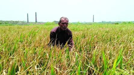 ইটভাটার বিষাক্ত ধোঁয়ায় পুড়েছে ৮০ বিঘা জমির ধান