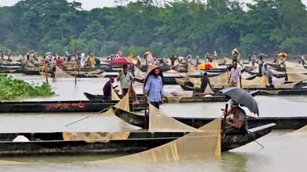 হালদায় নমুনা ডিম ছেড়েছে রুই জাতীয় মা মাছ