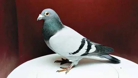 একটি কবুতরের দাম ১২ কোটি টাকা, কেন?