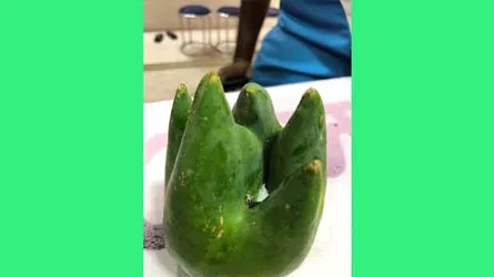 অদ্ভূত পেপে দেখতে ব্যাপক ভিড়