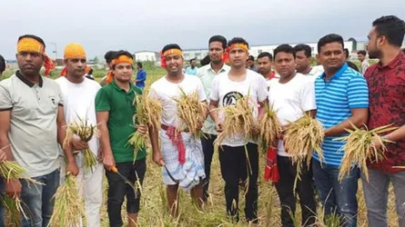 দলবেঁধে ধান কেটে দেয়া- আসলে কতটুকু উপকার হচ্ছে কৃষকের