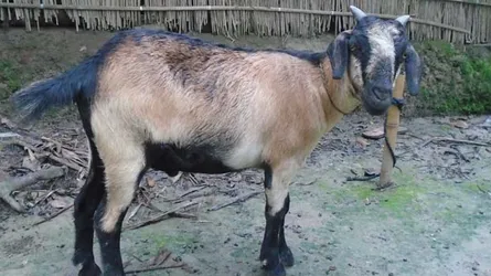 ছাগল নিয়ে কথা কাটাকাটি, চাচার পিঠে ভাতিজার ছুরি