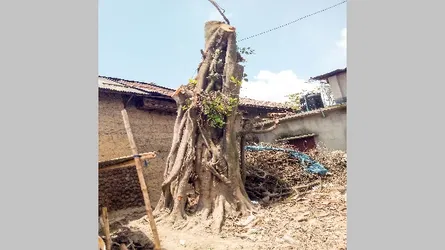 অলৌকিকভাবে দাঁড়িয়ে গেল ঝড়ে উপড়ে পরা বটগাছ!