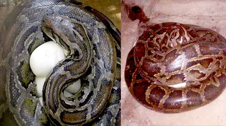 শ্রীমঙ্গলে অজগর দম্পতির ৩০ ডিম
