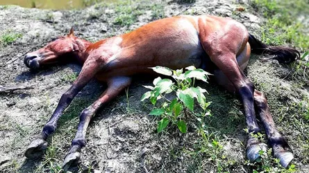 ঘোড়ার সাথে এ কেমন বর্বরতা