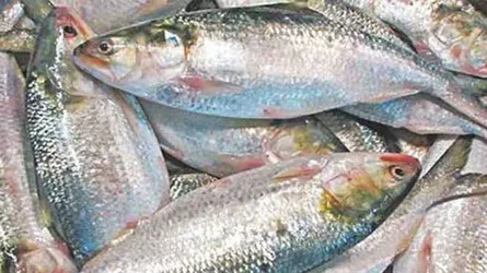 ভরা মৌসুমেও ইলিশের আকাল