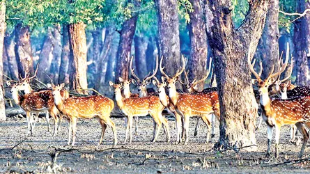 বিপন্ন সুন্দরবন