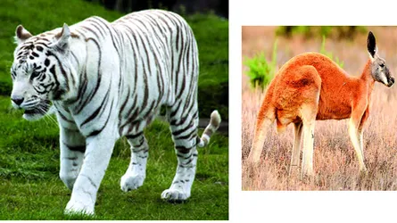 লাল ক্যাঙ্গারু ও সাদা বাঘ আসছে চিড়িয়াখানায়