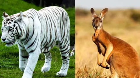 লাল ক্যাঙ্গারু ও সাদা বাঘ আসছে চিড়িয়াখানায়