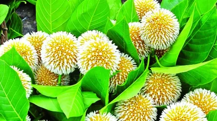 বাদল দিনের প্রথম কদমফুল