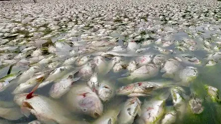 এ কেমন শত্রুতা! বিষ ঢেলে ৮ লাখ টাকার মাছ নিধন