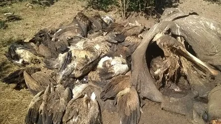 মৃত হাতি খেয়ে মারা গেল ৫৩৭ শকুন