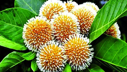 বাদল দিনের কদমফুল