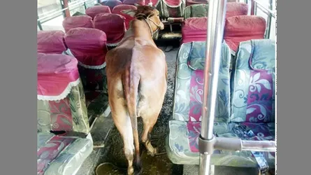 বাসে চুরির গরু, ধাওয়া দিয়ে ধরলো পুলিশ