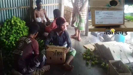 ঝিনাইগাতীর সবজি যাচ্ছে কুয়েতে