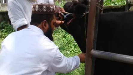 দেশে প্রথম গরুতে ব্রুসেলোসিস রোগের ব্যাকটিরিয়া সনাক্তকরণ ও জীবনরহস্য উন্মোচন