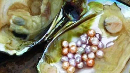 ‘কম সময়ে ঝিনুকে মুক্তা চাষে সাফল্য অর্জনের চেষ্টা চলছে’