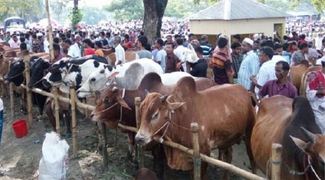 কোরবানির পশুহাট ইজারা নিয়ে লুকোচুরি