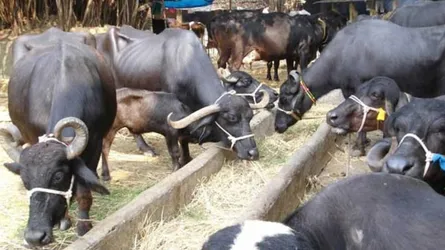 মহিষের বরাদ্দ অর্ধকোটি টাকার পুরোটাই লোপাট, মহিষের ভাগে জোটেনি কানাকড়িও