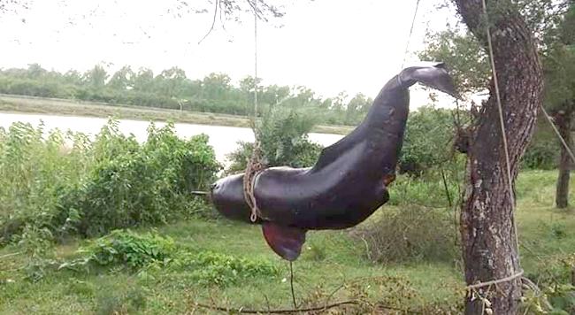 কবিরাজির নামে দুর্লভ প্রজাতির ডলফিন হত্যা