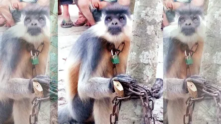 প্রাণির প্রতি নিষ্ঠুর আচরণের জন্য ২বছরের কারাদন্ডের বিধান করে বিল পাস