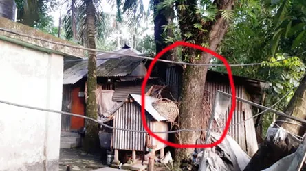 এক রেইন্ট্রী গাছের দাম ৬ লাখ ৯০ হাজার টাকা